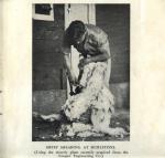 1940 Sheep Shearing
