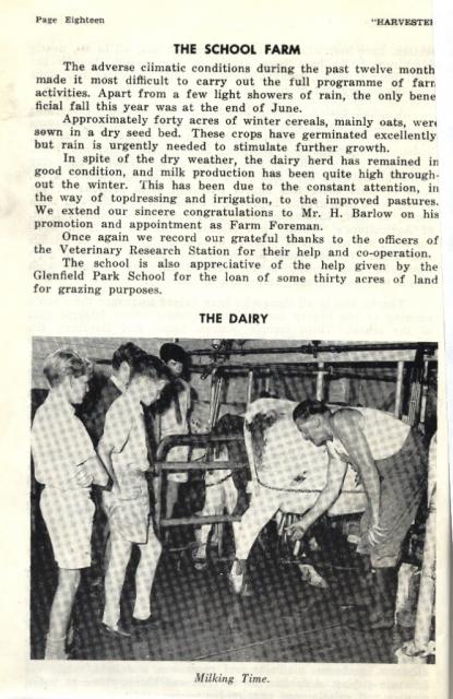 1965 Milking Time